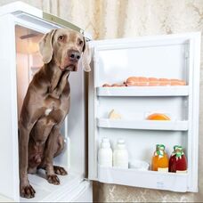 Dog in the Refrigerator