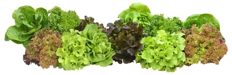 Varieties of Lettuce